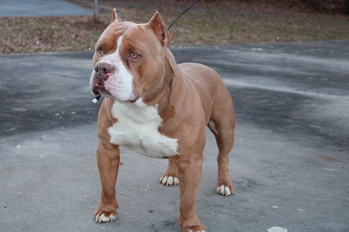 Anso joined the competition — help win amazing prizes! ancient_dog_breeds, bulldog, canidae, carnivore, companion_dog, dog, dog_breed, dog_collar, fawn, non_sporting_group, road_surface, snout, sporting_group, working_animal, working_dog, wrinkle