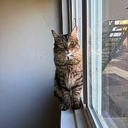 Max joined the competition — help win amazing prizes! animal, cat, cozy, curious, domestic, feline, fur, house, indoor, looking_out, mammal, natural_light, pet, quiet, reflection, sitting, tabby_cat, whiskers, window, windowsill