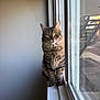 animal, cat, cozy, curious, domestic, feline, fur, house, indoor, looking_out, mammal, natural_light, pet, quiet, reflection, sitting, tabby_cat, whiskers, window, windowsill