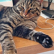Goulu participe au concours pour gagner de l'argent avec cette photo : animal, cable, cat, closeup, desk, ears, feline, fur, home, indoor, office_supplies, paw, pet, relaxed, resting, sleepy, tabby_cat, whiskers, wooden_surface, workspace