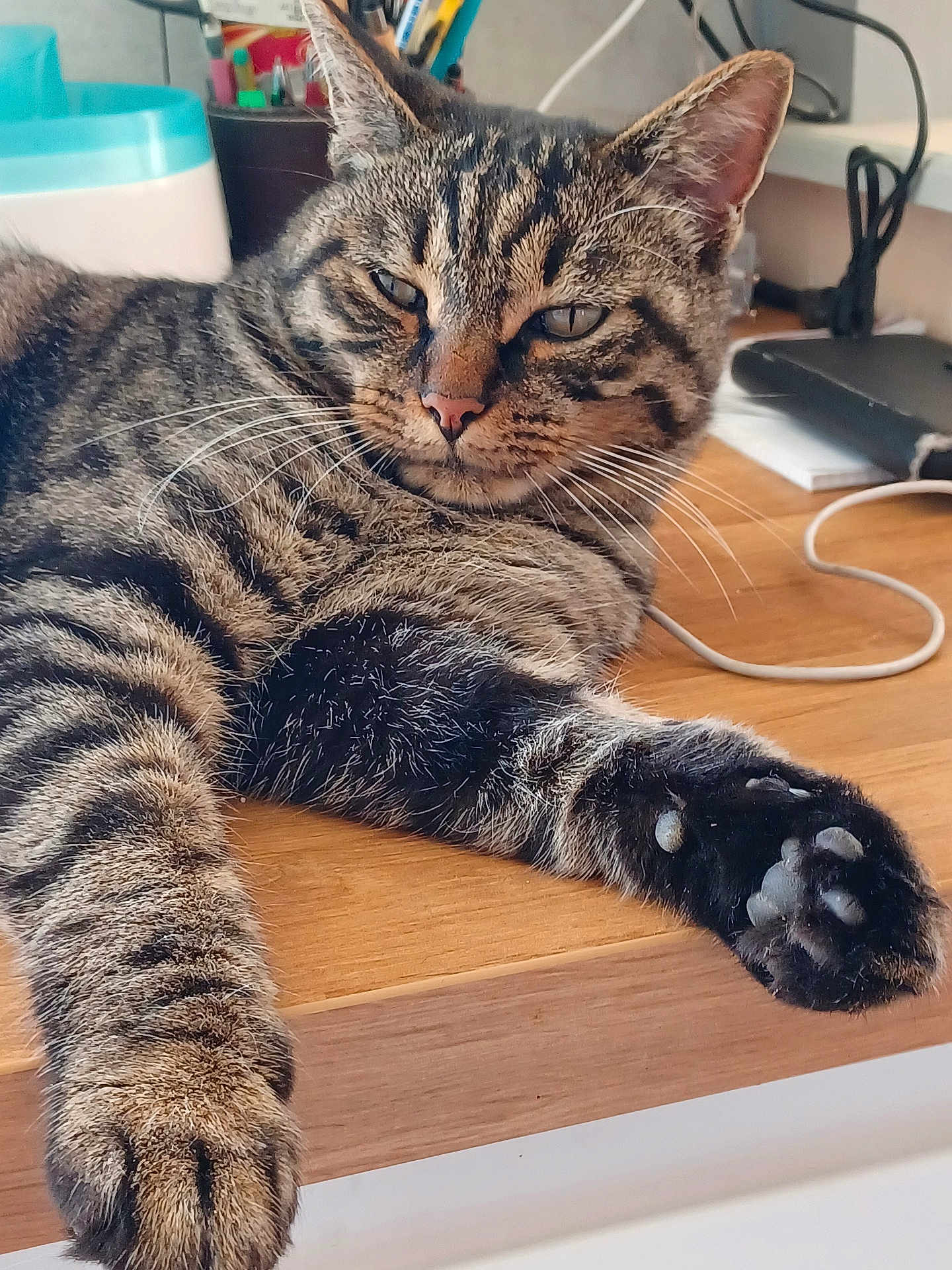 Goulu participe au concours pour gagner de l'argent avec cette photo : animal, cable, cat, closeup, desk, ears, feline, fur, home, indoor, office_supplies, paw, pet, relaxed, resting, sleepy, tabby_cat, whiskers, wooden_surface, workspace