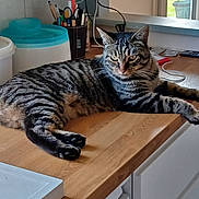 Goulu participe au concours pour gagner de l'argent avec cette photo : cat, tabby_cat, indoor, kitchen, wooden_countertop, window, pen_holder, container, domestic_animal, pet, feline, striped_fur, relaxed, lying_down, household, natural_light, greenery, electronics, cord, remote_control