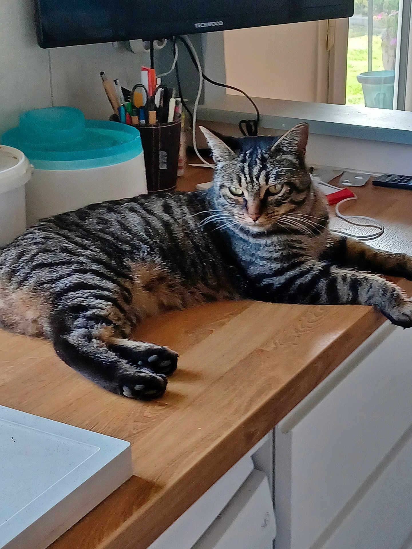 Goulu participe au concours pour gagner de l'argent avec cette photo : cat, tabby_cat, indoor, kitchen, wooden_countertop, window, pen_holder, container, domestic_animal, pet, feline, striped_fur, relaxed, lying_down, household, natural_light, greenery, electronics, cord, remote_control