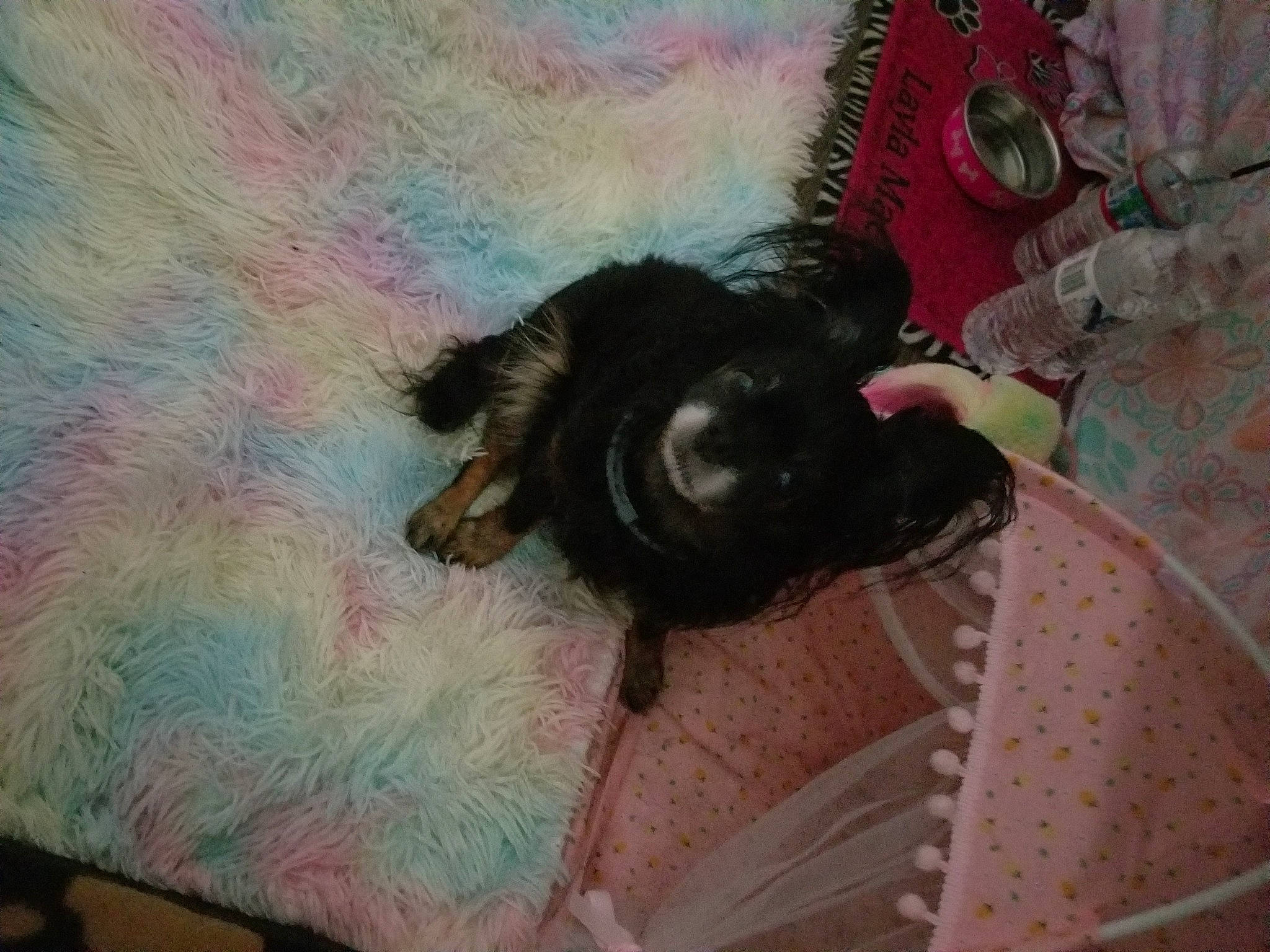 Layla Mae joined the competition — help win amazing prizes! art, black_cat, carnivore, claw, comfort, companion_dog, dog_breed, felidae, fur, linens, magenta, painting, pattern, paw, pink, small_to_medium_sized_cats, tail, toy_dog, visual_arts, whiskers