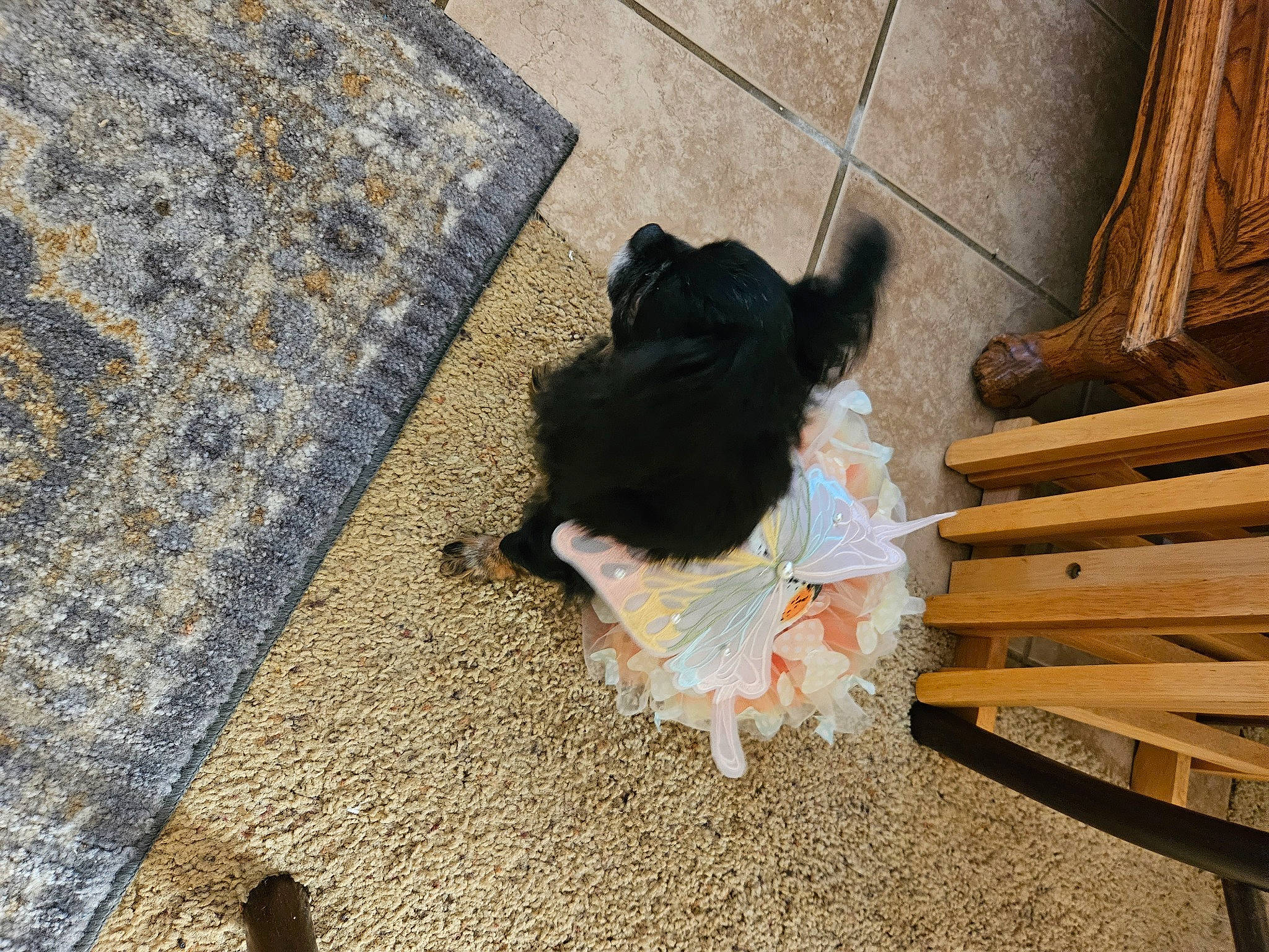 Layla Mae is registered to the contest to win money with this photo: asphalt, carnivore, companion_dog, dog, dog_breed, fawn, felidae, floor, flooring, fur, grass, road_surface, sidewalk, small_to_medium_sized_cats, snout, tail, tar, tints_and_shades, wood, working_animal