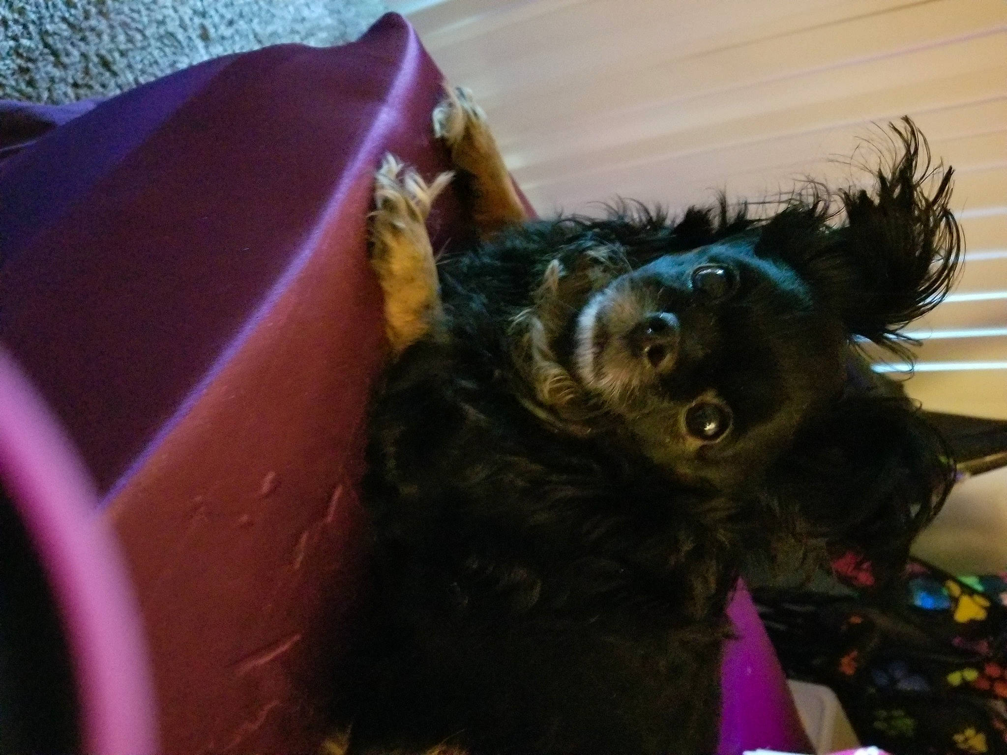 Layla Mae is registered to the contest to win money with this photo: black_cat, black_hair, canidae, carnivore, companion_dog, dog_breed, ear, fawn, felidae, fur, guard_dog, personal_protective_equipment, small_to_medium_sized_cats, snout, sporting_group, tail, toy, toy_dog, whiskers, working_animal