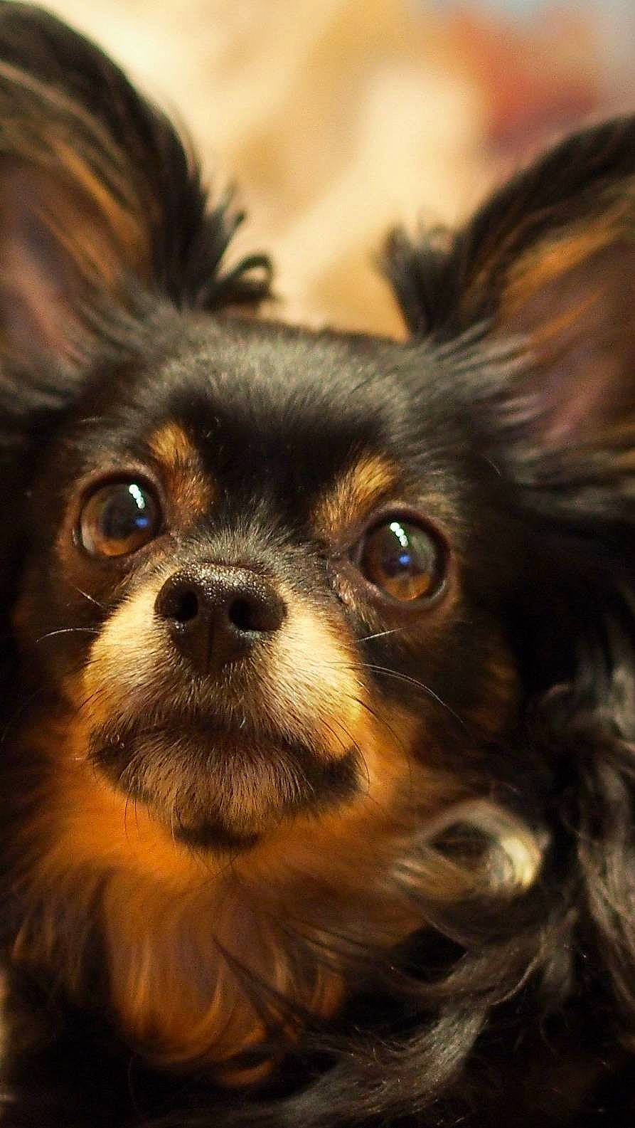 Layla Mae joined the competition — help win amazing prizes! canidae, carnivore, close_up, companion_dog, dog, dog_breed, ear, eye, fawn, fur, iris, liver, puppy, snout, sporting_group, terrestrial_animal, toy_dog, whiskers, wildlife, working_animal