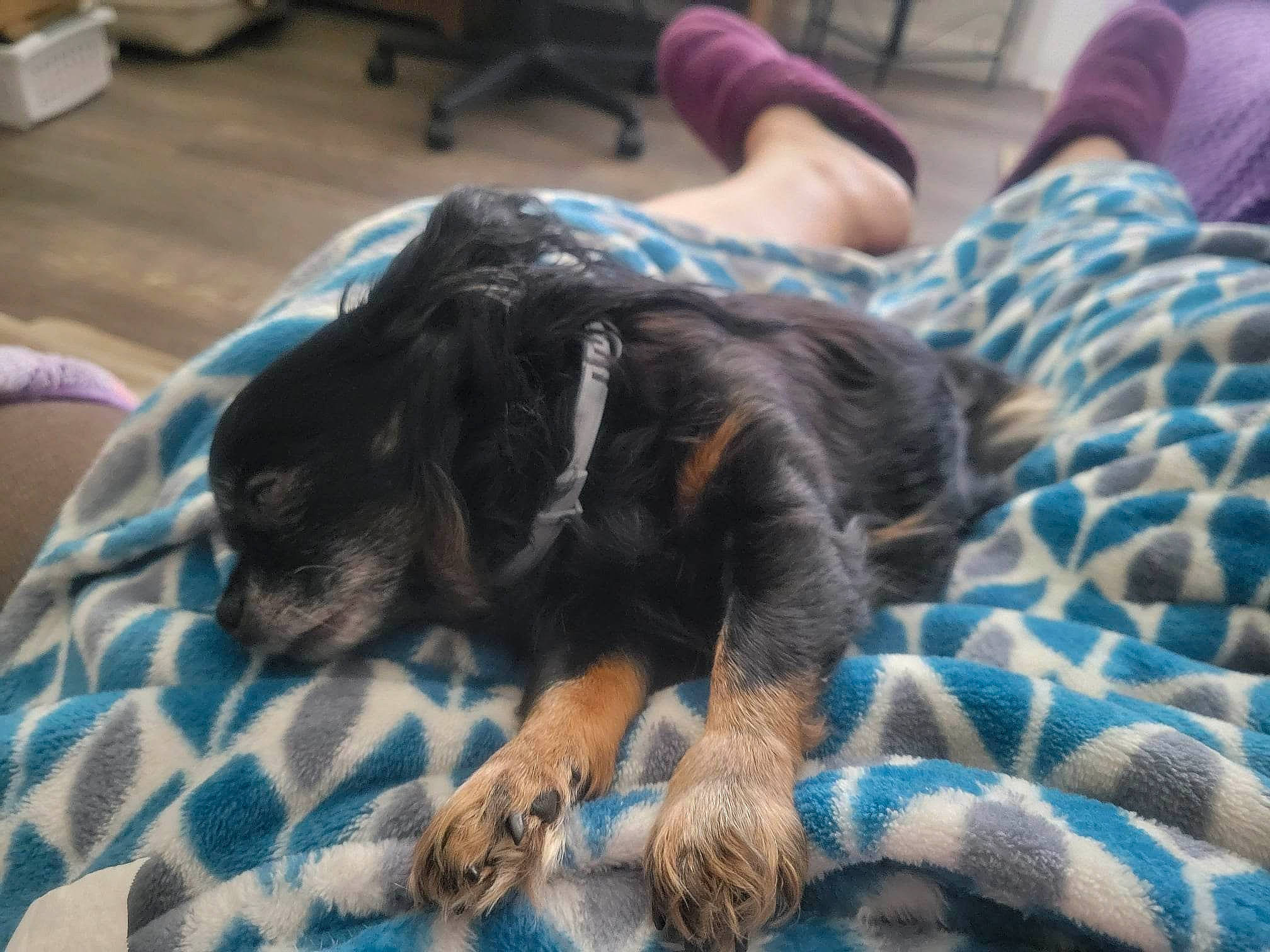 Layla Mae is registered to the contest to win money with this photo: bed, carnivore, comfort, companion_dog, dog, dog_breed, flooring, fur, guard_dog, linens, nap, paw, snout, sporting_group, terrestrial_animal, terrier, toy_dog, whiskers, working_animal, working_dog