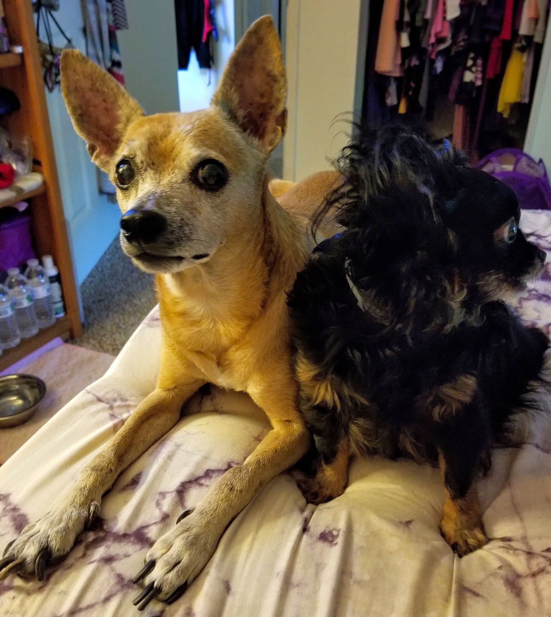 Layla Mae joined the competition — help win amazing prizes! bookcase, canidae, carnivore, companion_dog, corgi_chihuahua, dog, dog_breed, dog_supply, door, ear, fawn, fur, shelf, shelving, sporting_group, terrestrial_animal, toy_dog, whiskers, wood, working_animal