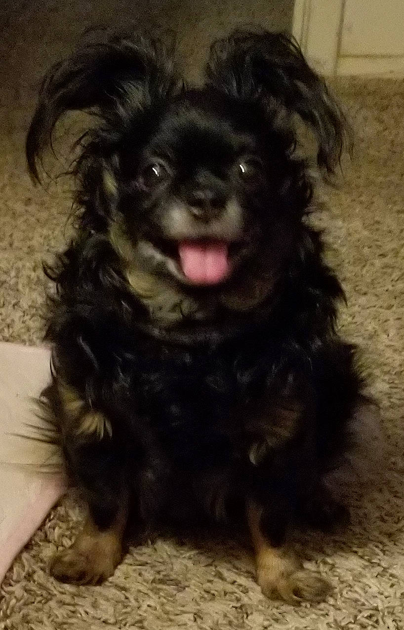 Layla Mae is registered to the contest to win money with this photo: canidae, carnivore, companion_dog, dog, dog_breed, fur, liver, maltepoo, non_sporting_group, puppy, small_terrier, snout, sporting_group, terrestrial_animal, terrier, tibetan_spaniel, toy_dog, water_dog, working_animal, yorkipoo