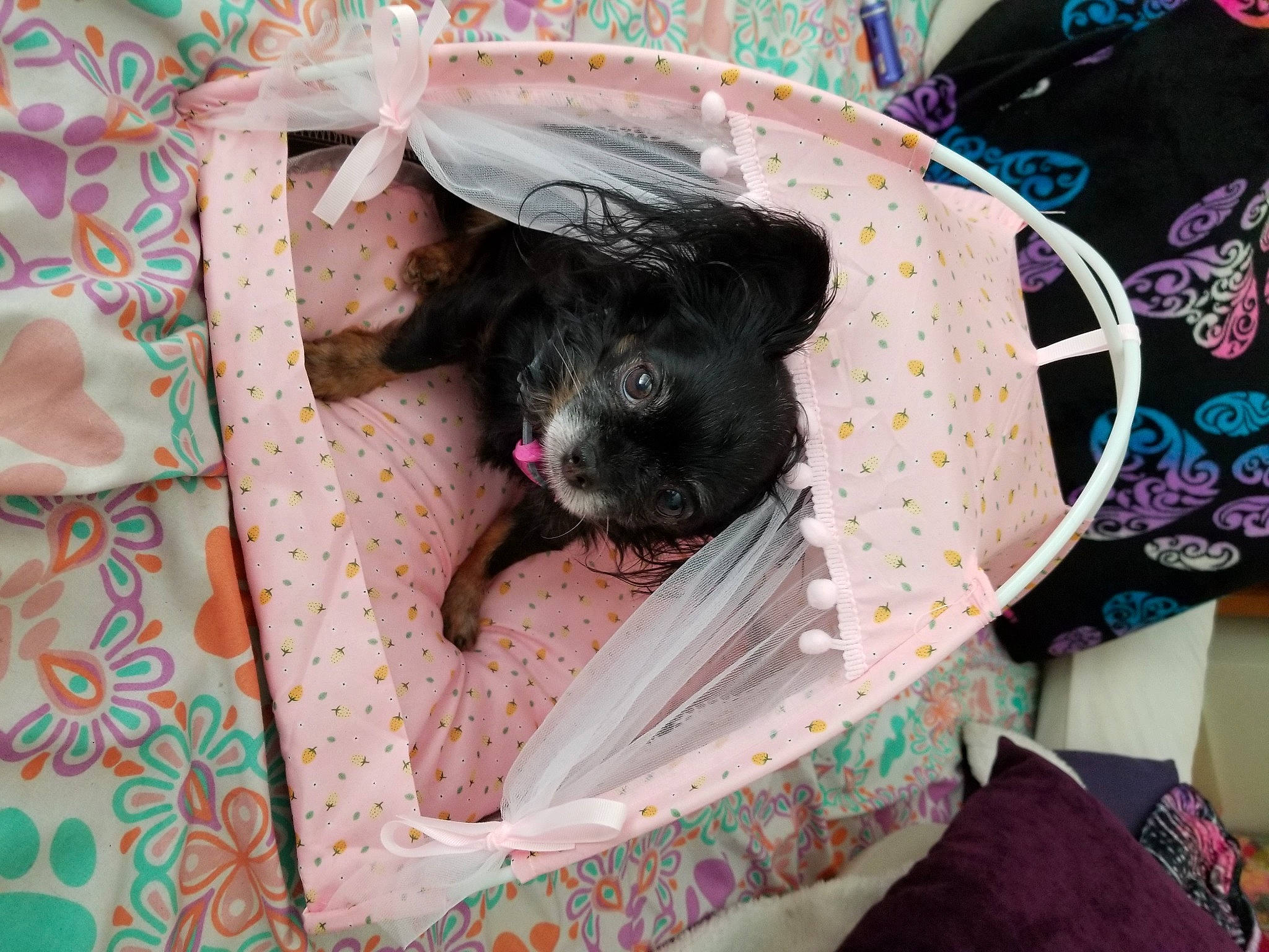 Layla Mae joined the competition — help win amazing prizes! canidae, carnivore, comfort, companion_dog, dog, dog_breed, dog_supply, fawn, fur, linens, liver, magenta, non_sporting_group, pattern, pet_supply, pink, snout, sporting_group, toy_dog, working_animal