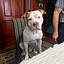 Boston is registered to the contest to win money with this photo: dog, chair, striped_chair, dining_table, person, wooden_door, rug, indoor, pet, brown_and_white_dog, seated_dog, waiting, home, floor, furniture, casual, human_arm, expression, ears, eyes