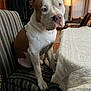brown_and_white_dog, calm, canine, chair, cozy, curtains, dog, dog_sitting, domestic, floor, furniture, household, indoor, lamp, living_room, pet, striped_chair, table, tablecloth, wood_floor