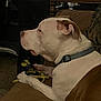 Boston is registered to the contest to win money with this photo: dog, indoor, couch, toy, rope_toy, pet, brown_and_white, collar, relaxed, side_profile, furniture, carpet, home, animal, canine, paw, resting, domestic, quiet, looking_away