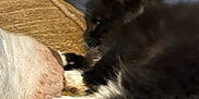 Mitts is registered to the contest to win money with this photo: kitten, dog, animal, pet, furry, black_and_white, snout, blanket, resting, indoor, curious, fur, closeup, cozy, sleepy, companion, texture, soft, cute, lying