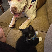 Mitts joined the competition — help win amazing prizes! dog, cat, kitten, pet, couch, indoor, collar, bandana, paw, fur, face, animal, relaxing, domestic, foot, person, closeup, brown, white, black