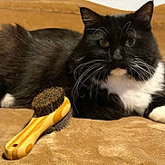 Bugs joined the competition — help win amazing prizes! cat, black_and_white, fur, whiskers, pet_brush, wooden_brush, blanket, soft_texture, indoor, relaxed, animal, feline, close_up, laying_down, domestic, cute, comfort, resting, cozy, household