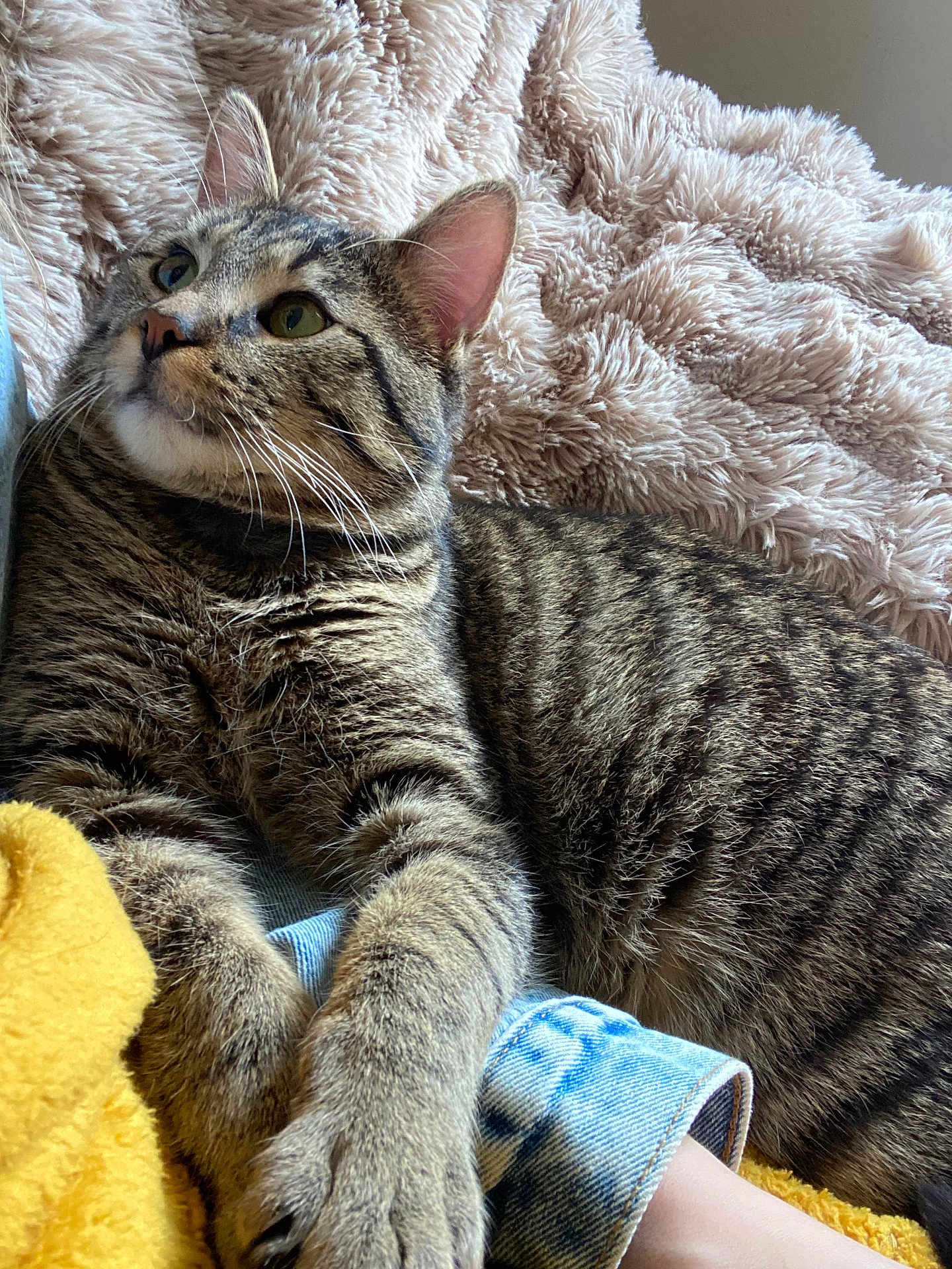 Aïko a rejoint le concours — aidez-le/la à gagner de superbes lots ! cat, tabby_cat, feline, pet, indoor, resting, fur, striped, paw, blanket, denim, clothing, human_arm, closeup, soft_texture, cozy, relaxed, curious, animal, companion