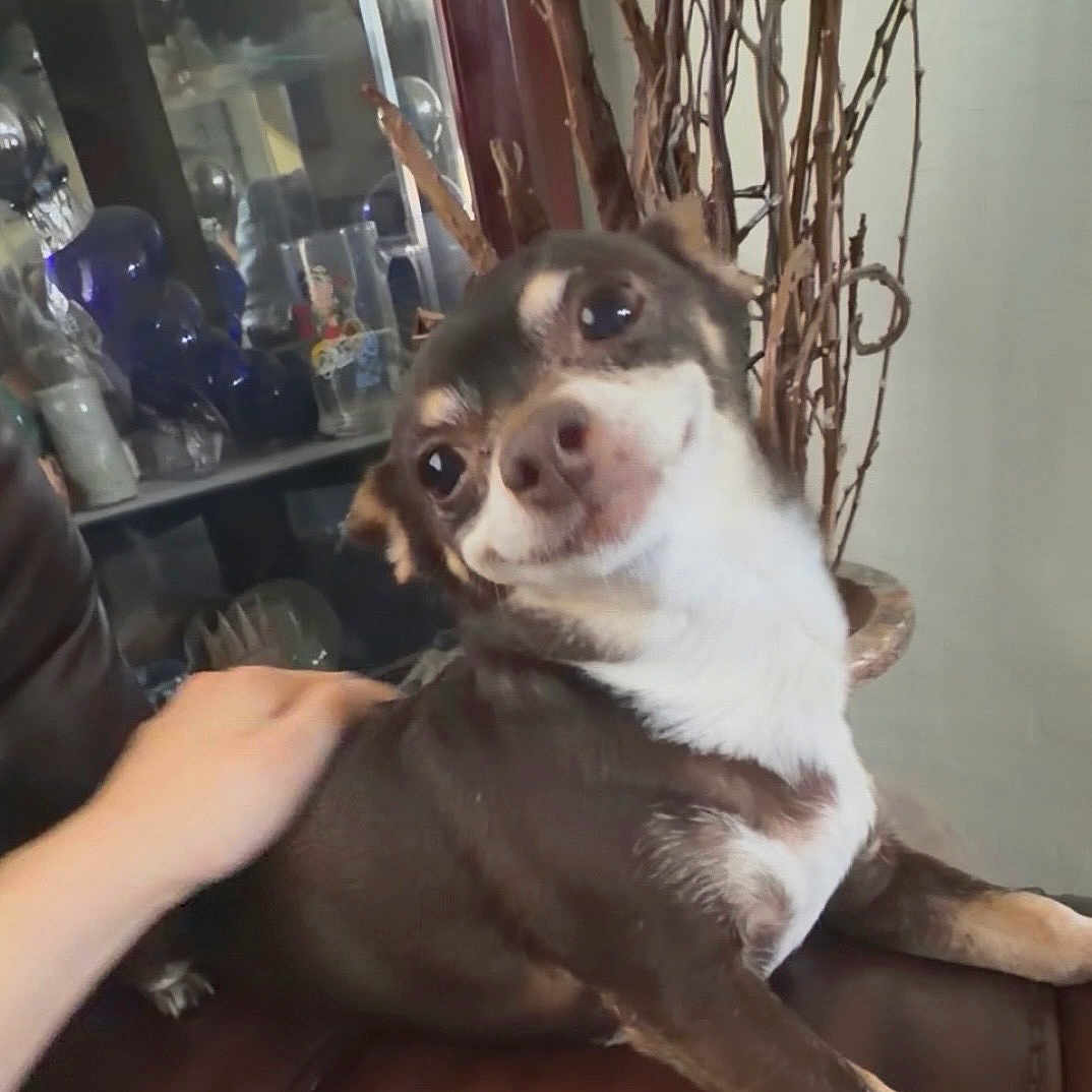 Nugget joined the competition — help win amazing prizes! dog, pet, brown_and_white, short_hair, head_tilt, funny_expression, sitting, lounging, leather_chair, indoor, living_room, human_hand, petting, glassware, decorative_branches, furniture, portrait, closeup, playful, relaxed