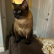 Belair joined the competition — help win amazing prizes! animal, black, brown, cat, couch, cozy, curious, domestic_cat, ears, eyes, feline, furniture, home, indoor, pet, pillow, siamese_cat, sitting, soft_lighting, whiskers