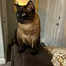 animal, black, brown, cat, couch, cozy, curious, domestic_cat, ears, eyes, feline, furniture, home, indoor, pet, pillow, siamese_cat, sitting, soft_lighting, whiskers