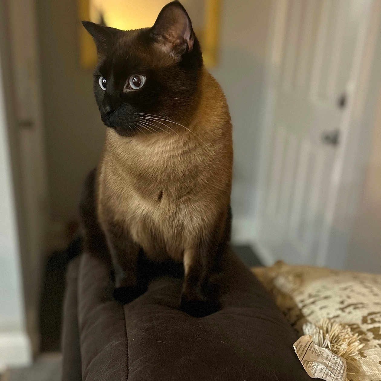 Belair joined the competition — help win amazing prizes! animal, black, brown, cat, couch, cozy, curious, domestic_cat, ears, eyes, feline, furniture, home, indoor, pet, pillow, siamese_cat, sitting, soft_lighting, whiskers