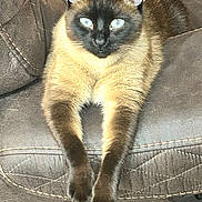 Belaire joined the competition — help win amazing prizes! animal, blue_eyes, cat, chair, close_up, domestic_animal, ears, feline, fur, indoor, leather, paws, pet, portrait, relaxed, resting, siamese_cat, sitting, stitching, whiskers