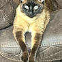 animal, blue_eyes, cat, chair, close_up, domestic_animal, ears, feline, fur, indoor, leather, paws, pet, portrait, relaxed, resting, siamese_cat, sitting, stitching, whiskers