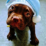 Siako a rejoint le concours — aidez-le/la à gagner de superbes lots ! adorable, animal, blue_hat, brown_dog, canine, christmas_hat, close_up, cute, dog, domestic_animal, floor, headwear, holiday, indoor, looking_up, pet, pet_bed, puppy, santa_hat, young_dog