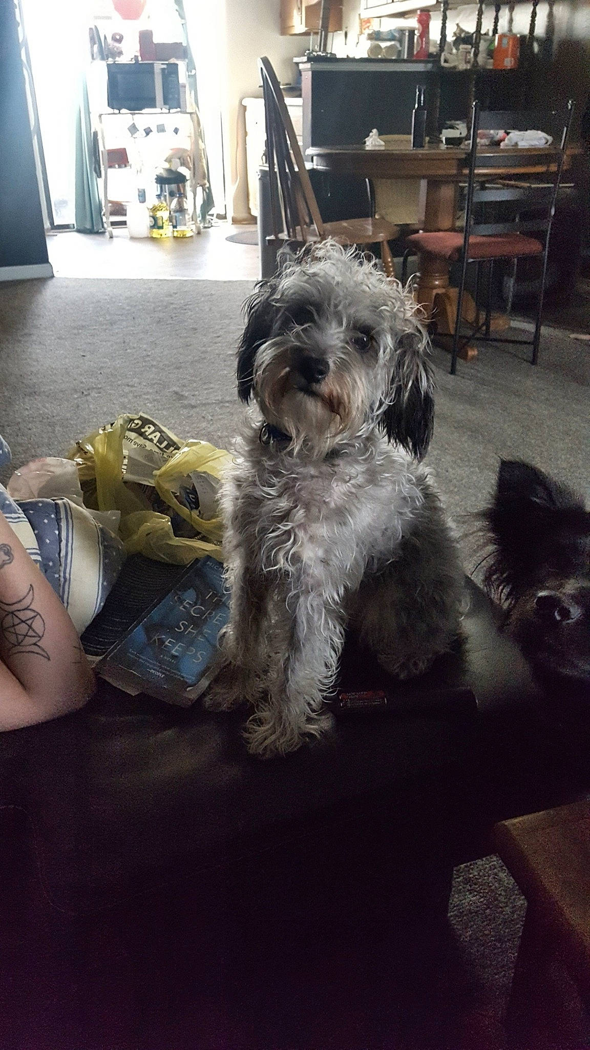 Zero joined the competition — help win amazing prizes! bolonka, canidae, carnivore, companion_dog, dog, dog_breed, glen_of_imaal_terrier, mammal, miniature_schnauzer, morkie, poodle_crossbreed, puppy, schnoodle, shih_tzu, snout, sporting_group, sporting_lucas_terrier, terrier, tibetan_terrier, toy_dog