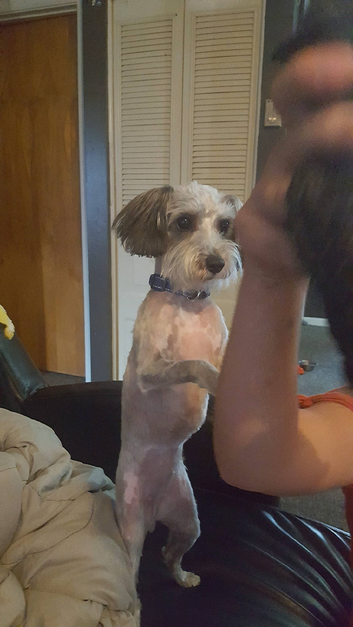 Zero is registered to the contest to win money with this photo: canidae, carnivore, chinese_crested_dog, companion_dog, dog, dog_breed, glen_of_imaal_terrier, irish_soft_coated_wheaten_terrier, mammal, morkie, puppy, rare_breed_dog, schnauzer, schnoodle, snout, sporting_group, sporting_lucas_terrier, terrier, toy_dog, vertebrate