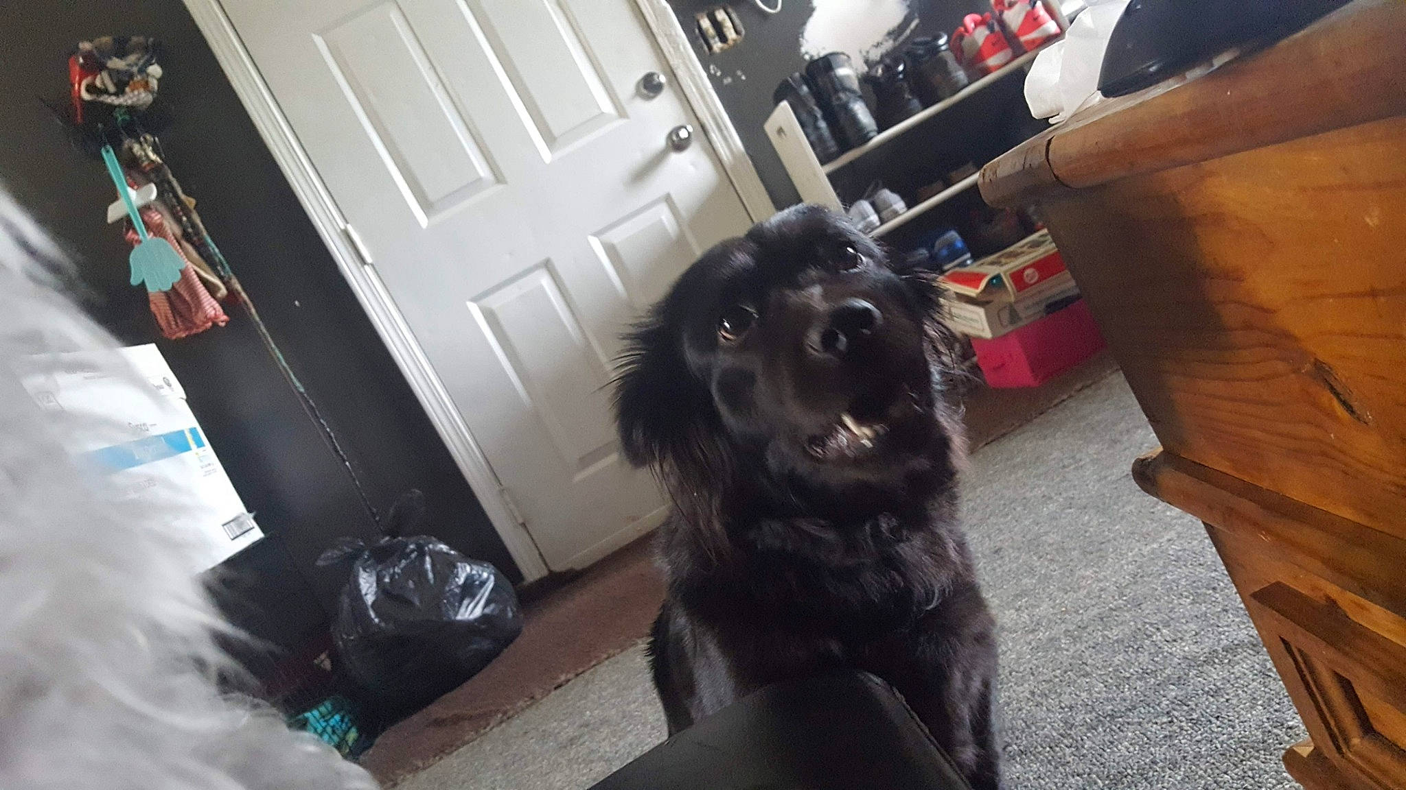 Zazu joined the competition — help win amazing prizes! american_cocker_spaniel, boykin_spaniel, canidae, carnivore, cocker_spaniel, companion_dog, dog, dog_breed, english_cocker_spaniel, flat_coated_retriever, fur, puppy, snout, spaniel, sporting_group