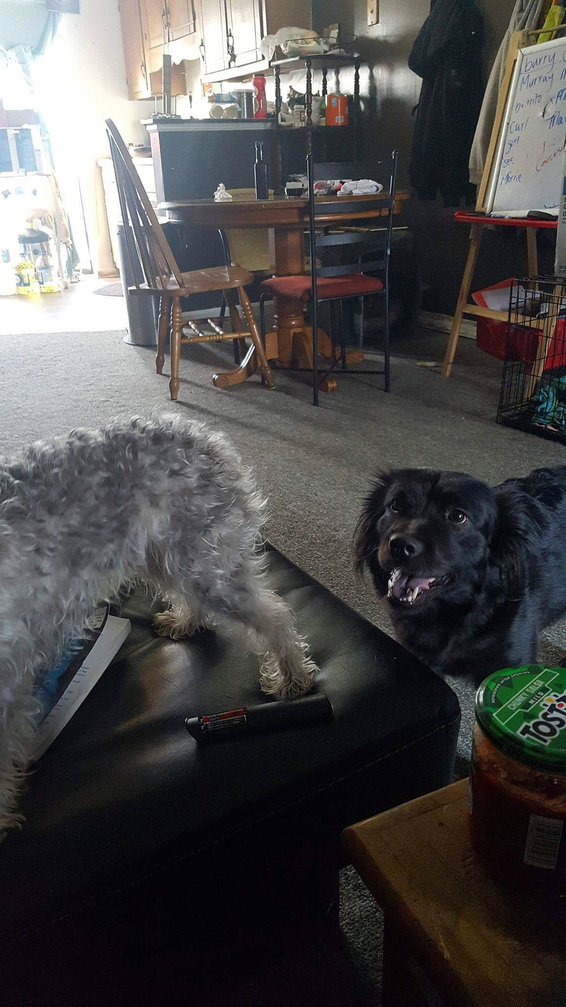 Zazu is registered to the contest to win money with this photo: canidae, carnivore, dog, dog_breed, home, miniature_schnauzer, pumi, schnauzer, schnoodle, scottish_deerhound, sporting_group, table