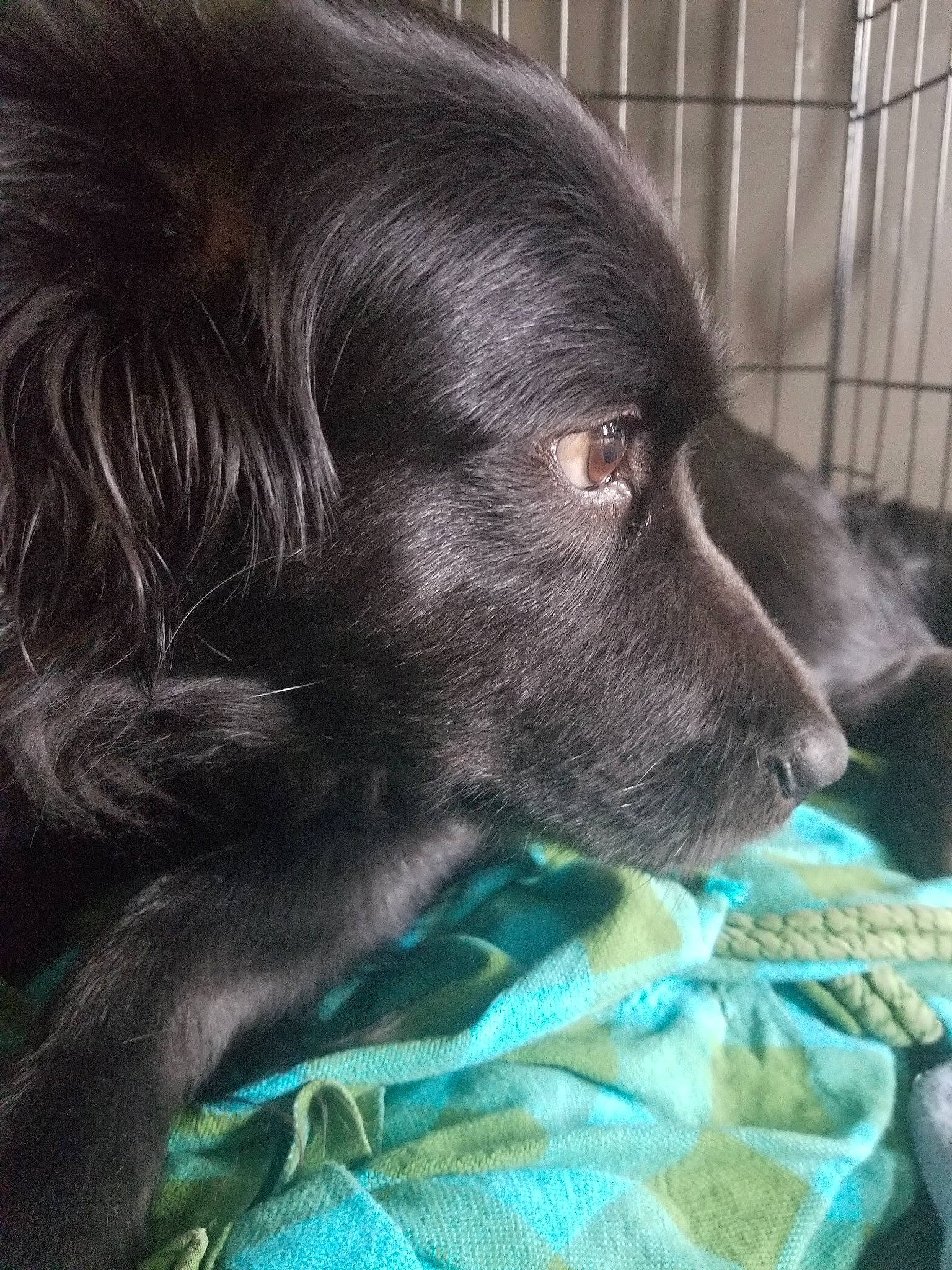 Zazu is registered to the contest to win money with this photo: canidae, carnivore, companion_dog, dog, dog_breed, flat_coated_retriever, labrador_retriever, liver, puppy, retriever, snout, sporting_group, vertebrate