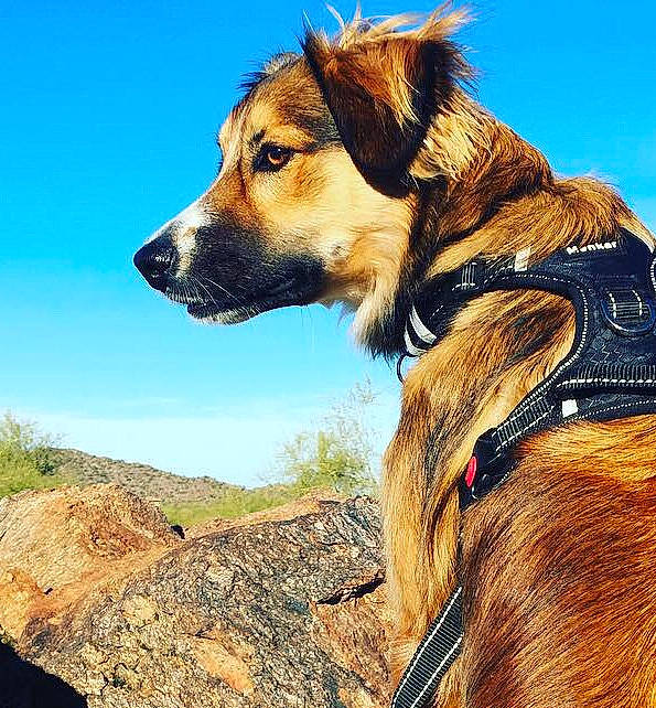 Pearl is registered to the contest to win money with this photo: adventure, canidae, carnivore, companion_dog, dog, dog_breed, dog_collar, leash, mountain, photography, rare_breed_dog, recreation, sky, snout, sporting_group, walking, working_dog