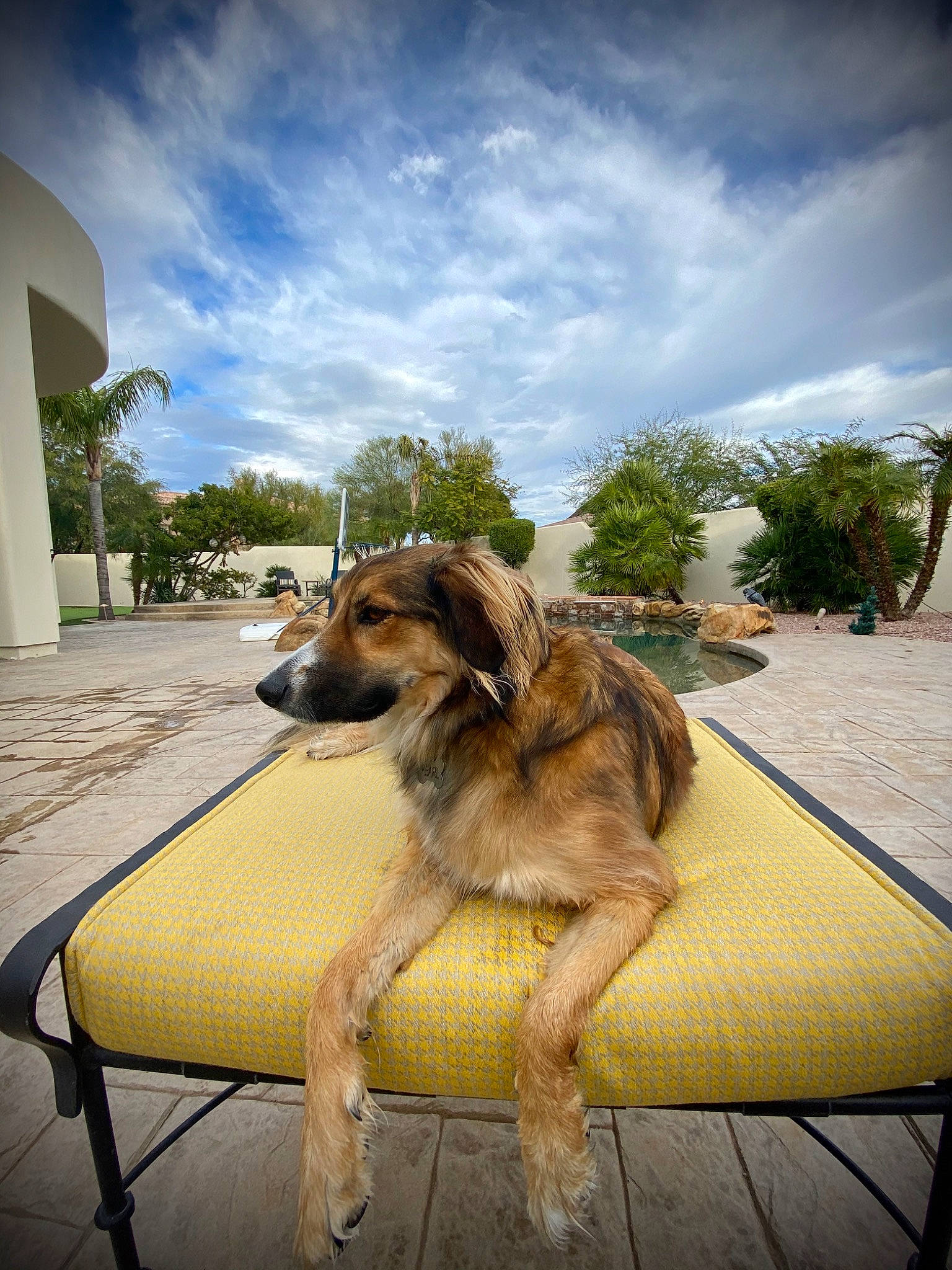 Pearl is registered to the contest to win money with this photo: canidae, carnivore, dog, dog_breed, fawn, furniture, leisure, photography, sitting, sporting_group, vacation, working_dog