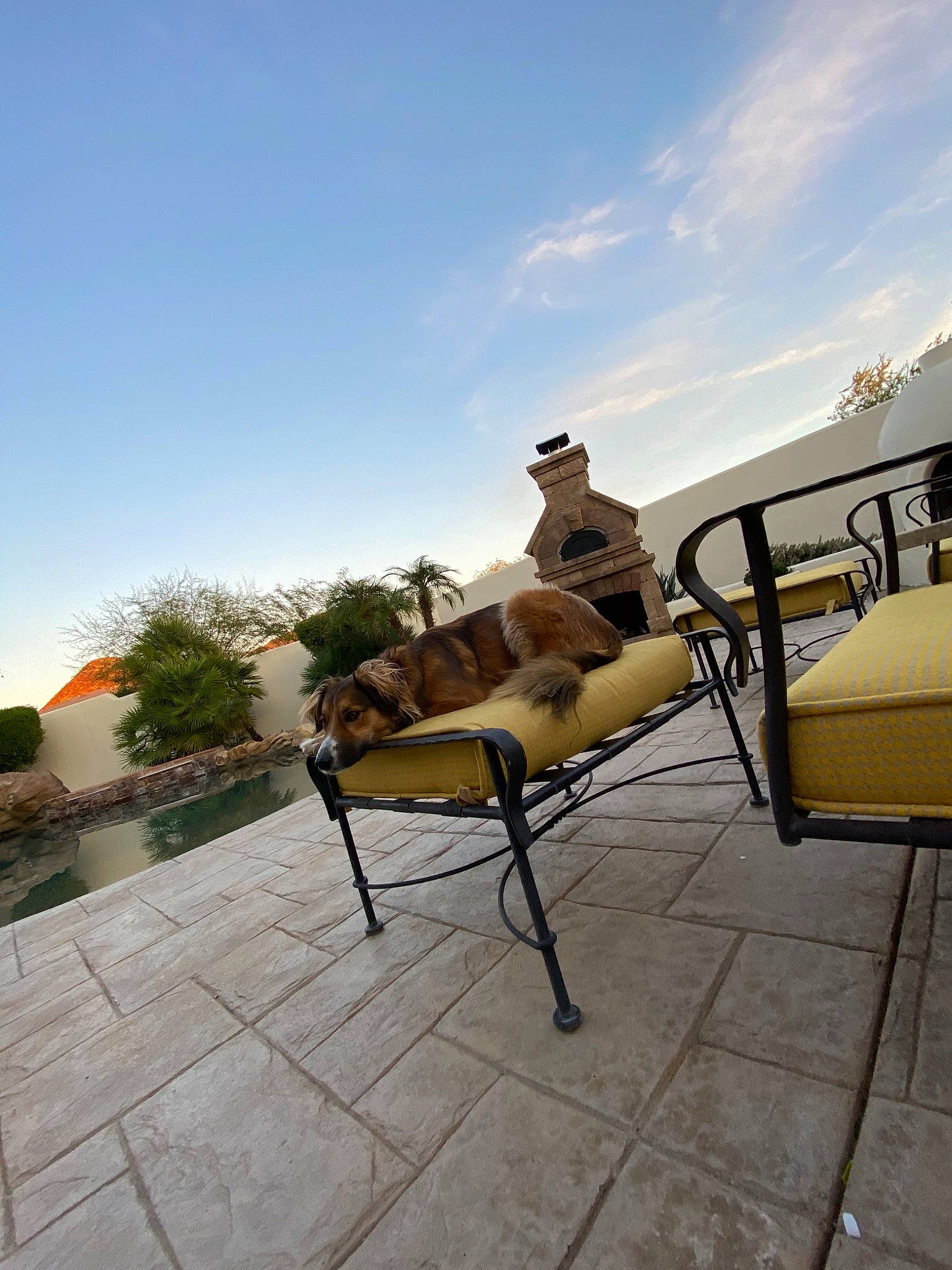 Pearl joined the competition — help win amazing prizes! canidae, chair, fawn, floor, furniture, house, leisure, outdoor_furniture, roof, tourism, vacation