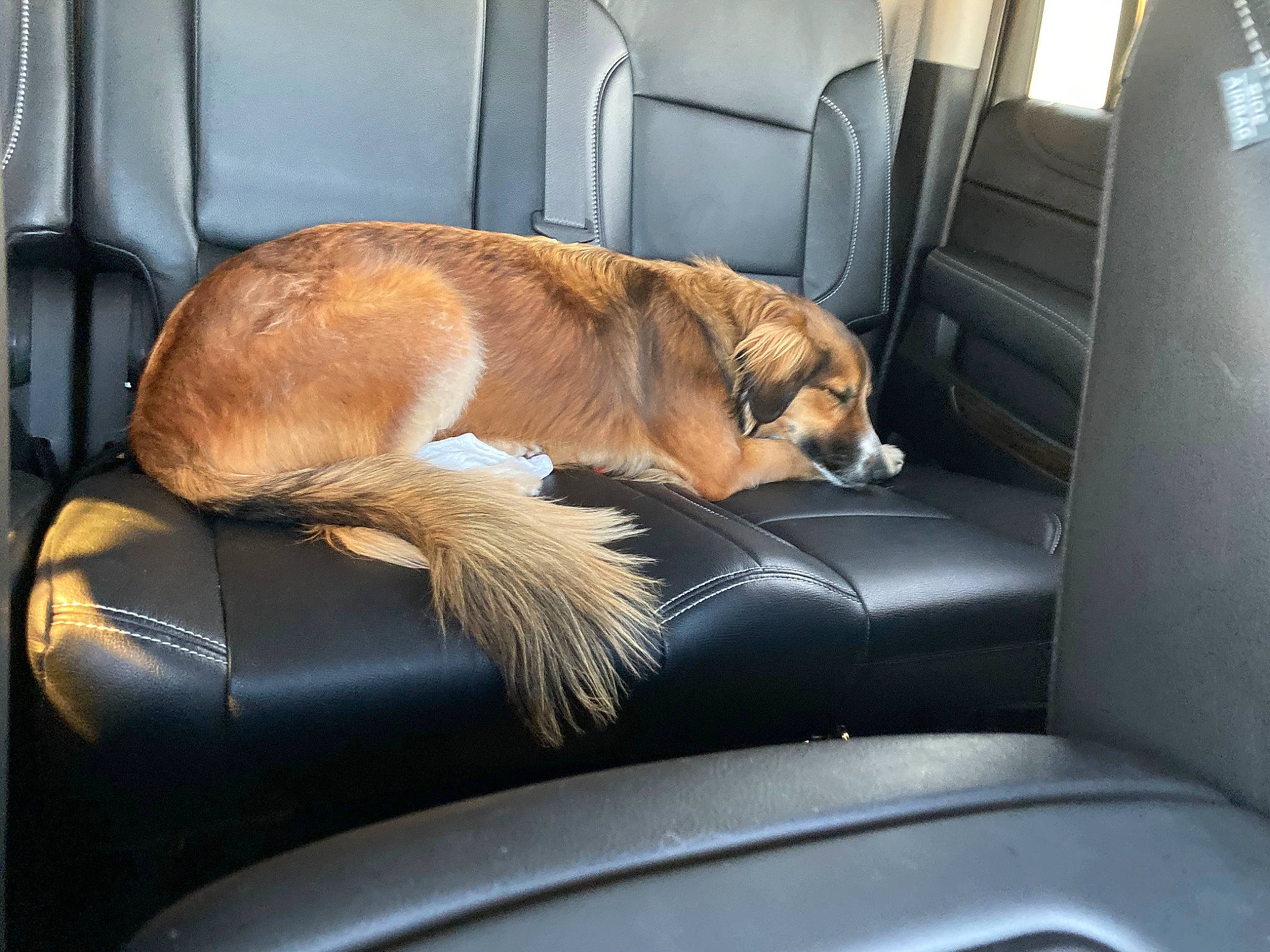 Pearl joined the competition — help win amazing prizes! auto_part, canidae, car, car_seat, carnivore, chair, comfort, companion_dog, dog, dog_breed, fawn, fur, nap, sporting_group, vehicle, vehicle_door
