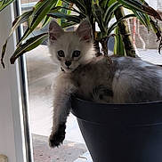 Berlioz participe au concours pour gagner de l'argent avec cette photo : kitten, cat, plant, flower_pot, window, indoor, curious, fluffy, green_leaves, houseplant, pet, animal, resting, fur, paw, young, domestic, cozy, light, shadow
