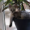 animal, cat, cozy, curious, domestic, flower_pot, fluffy, fur, green_leaves, houseplant, indoor, kitten, light, paw, pet, plant, resting, shadow, window, young