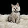 Berlioz