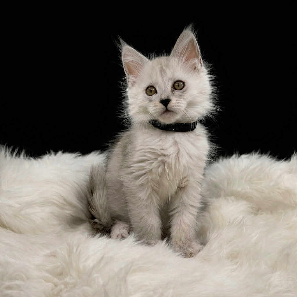 Berlioz a rejoint le concours — aidez-le/la à gagner de superbes lots ! kitten, cat, white_fur, black_collar, fluffy, pet, animal, cute, portrait, indoor, soft_texture, furry, young_cat, sitting, curious, black_background, domestic_cat, feline, whiskers, small_animal