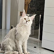 Ace a rejoint le concours — aidez-le/la à gagner de superbes lots ! cat, fluffy, white_cat, indoor, pet, curious, yellow_eyes, quilted_surface, modern_interior, stone_wall, white_furniture, flooring, home, animal, sitting, portrait, domestic_cat, fur, whiskers, ears