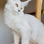 Ace a rejoint le concours — aidez-le/la à gagner de superbes lots ! cat, white_cat, fluffy, pet, animal, indoor, wooden_platform, feline, portrait, curious, golden_eyes, soft_fur, whiskers, ears, paws, domestic_cat, closeup, side_view, household, relaxed