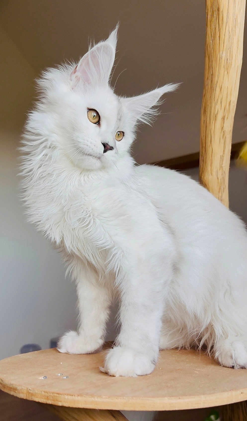 Ace a rejoint le concours — aidez-le/la à gagner de superbes lots ! cat, white_cat, fluffy, pet, animal, indoor, wooden_platform, feline, portrait, curious, golden_eyes, soft_fur, whiskers, ears, paws, domestic_cat, closeup, side_view, household, relaxed