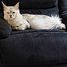 Ace participe au concours pour gagner de l'argent avec cette photo : cat, white_cat, long_hair, ear_tufts, pet, animal, feline, resting, indoor, furniture, armchair, black_chair, relaxed, fluffy_tail, closeup, portrait, domestic_cat, cute, cozy, quiet