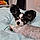 Oggy