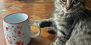 Gizmo is registered to the contest to win money with this photo: animal, background, cat, curious, cute, domestic_animal, ears, feline, fur, grooming, illustration, indoor, kitten, mug, paw, pet, tabby, table, whiskers, wooden_table