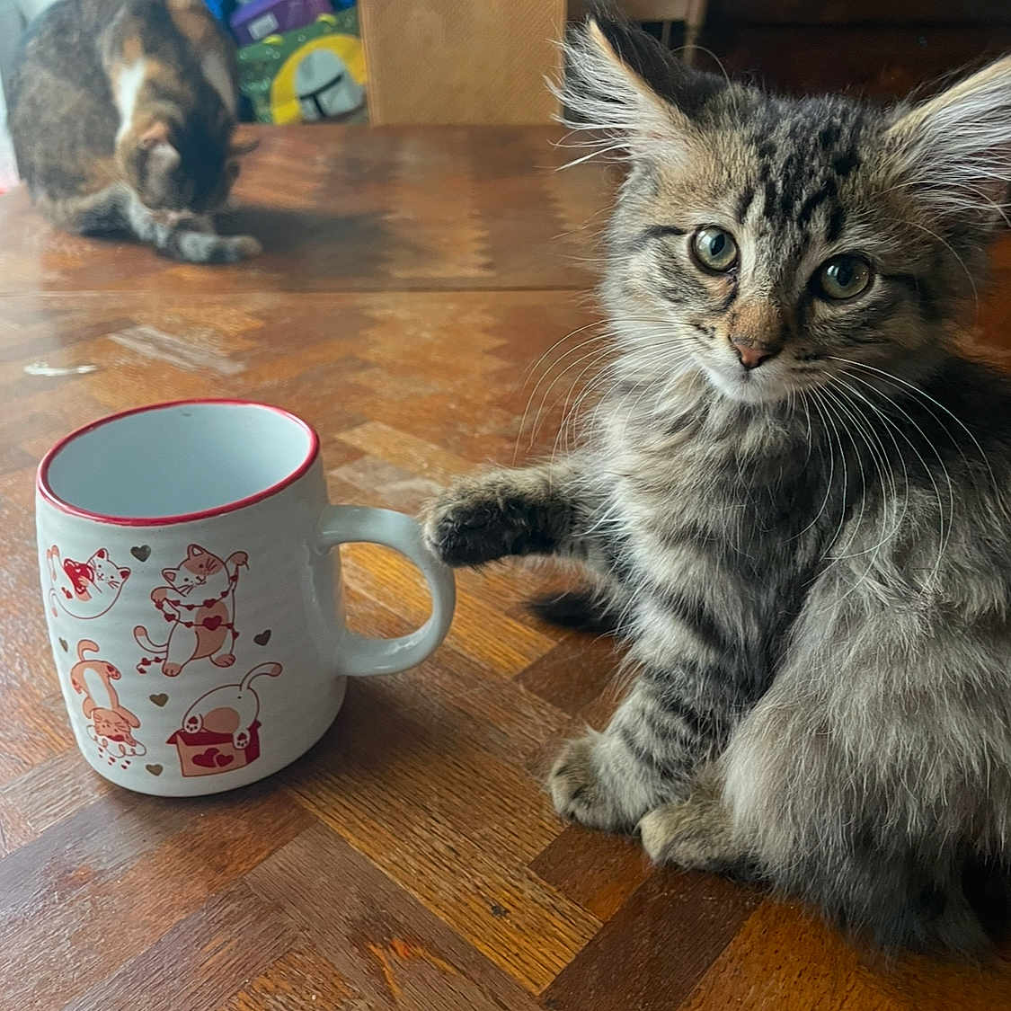 Gizmo is registered to the contest to win money with this photo: animal, background, cat, curious, cute, domestic_animal, ears, feline, fur, grooming, illustration, indoor, kitten, mug, paw, pet, tabby, table, whiskers, wooden_table