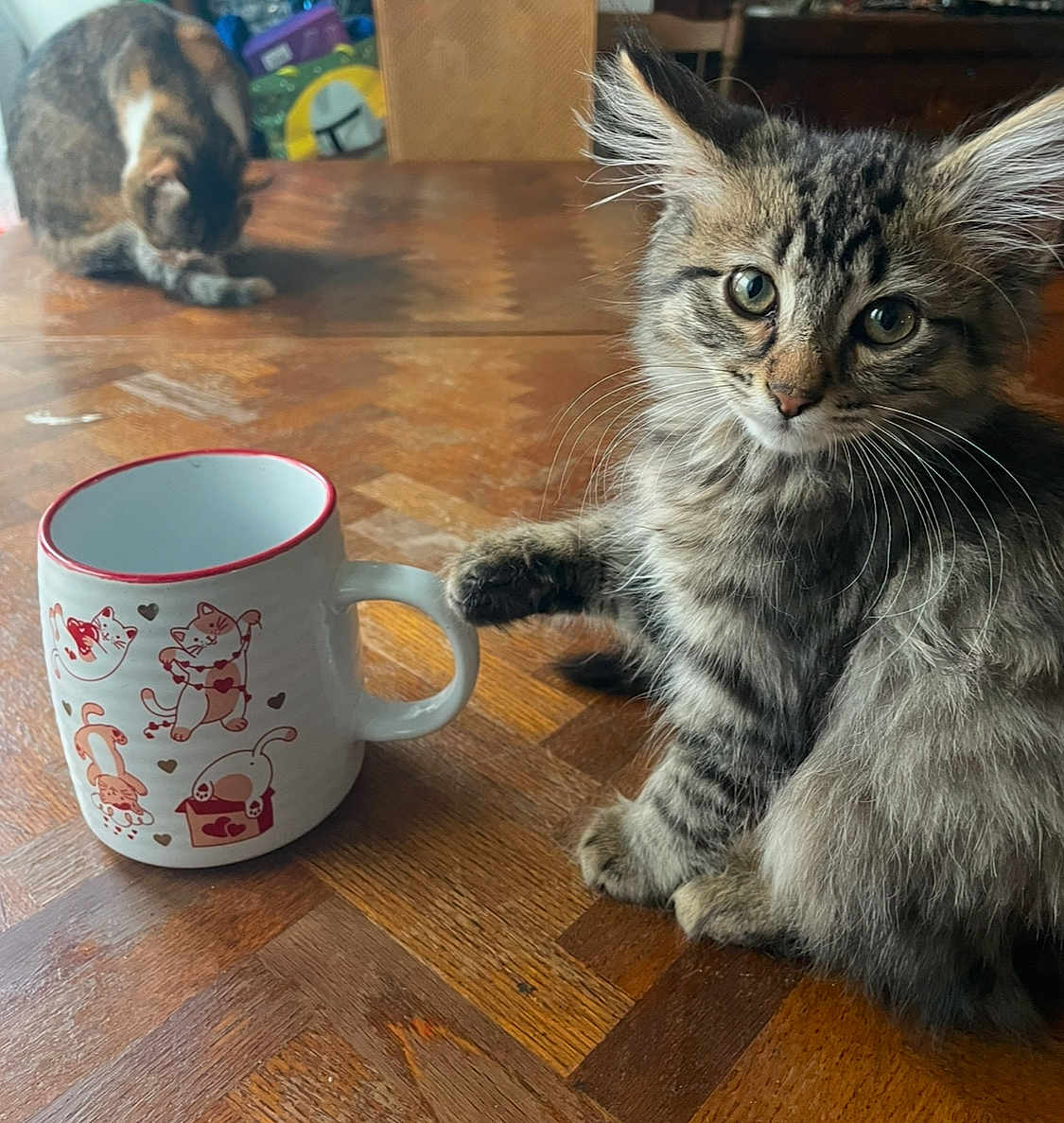 Gizmo is registered to the contest to win money with this photo: animal, background, cat, curious, cute, domestic_animal, ears, feline, fur, grooming, illustration, indoor, kitten, mug, paw, pet, tabby, table, whiskers, wooden_table